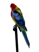 Load image into Gallery viewer, Mounted Taxidermy Rosella 1
