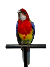 Load image into Gallery viewer, Mounted Taxidermy Rosella 1
