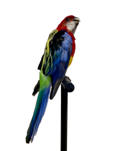 Load image into Gallery viewer, Mounted Taxidermy Rosella 1
