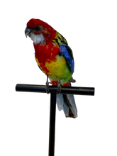 Load image into Gallery viewer, Mounted Taxidermy Rosella 2
