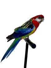 Load image into Gallery viewer, Mounted Taxidermy Rosella 2

