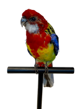 Load image into Gallery viewer, Mounted Taxidermy Rosella 2
