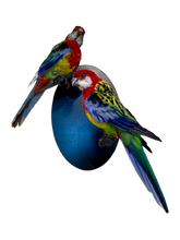 Load image into Gallery viewer, Mounted Taxidermy Rosella Pair
