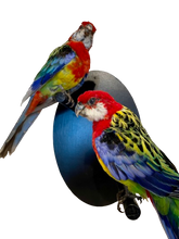 Load image into Gallery viewer, Mounted Taxidermy Rosella Pair
