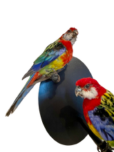 Load image into Gallery viewer, Mounted Taxidermy Rosella Pair
