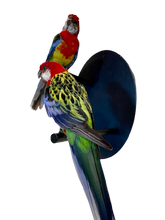 Load image into Gallery viewer, Mounted Taxidermy Rosella Pair
