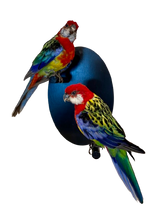Load image into Gallery viewer, Mounted Taxidermy Rosella Pair
