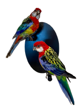 Load image into Gallery viewer, Mounted Taxidermy Rosella Pair

