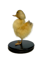 Load image into Gallery viewer, Taxidermy Peking Duckling - Mounted
