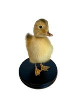 Load image into Gallery viewer, Taxidermy Peking Duckling - Mounted
