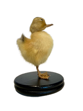 Load image into Gallery viewer, Taxidermy Peking Duckling - Mounted
