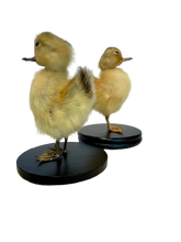 Load image into Gallery viewer, Taxidermy Peking Duckling - Mounted
