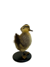 Load image into Gallery viewer, Taxidermy-Black Muscovy Ducklings
