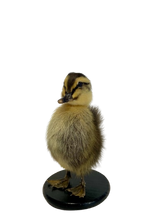 Load image into Gallery viewer, Taxidermy-Black Muscovy Ducklings
