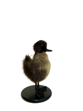 Load image into Gallery viewer, Taxidermy-Black Muscovy Ducklings
