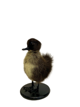 Load image into Gallery viewer, Taxidermy-Black Muscovy Ducklings
