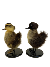 Load image into Gallery viewer, Taxidermy-Black Muscovy Ducklings

