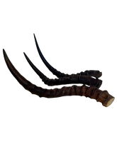 Load image into Gallery viewer, Impala Horns
