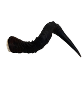 Load image into Gallery viewer, Red Hartebeest Horns
