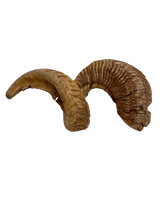 Load image into Gallery viewer, Merino Sheep Horns
