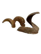Load image into Gallery viewer, Merino Sheep Horns
