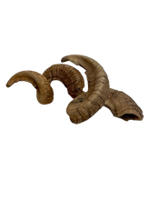 Load image into Gallery viewer, Merino Sheep Horns
