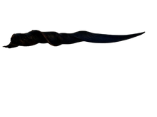 Load image into Gallery viewer, Southern Eland Horns
