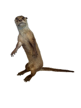 Load image into Gallery viewer, Cape Clawless Otter Full Taxidermy

