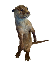 Load image into Gallery viewer, Cape Clawless Otter Full Taxidermy
