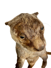 Load image into Gallery viewer, Cape Clawless Otter Full Taxidermy
