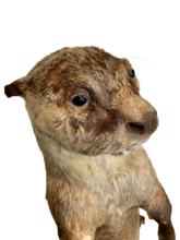 Load image into Gallery viewer, Cape Clawless Otter Full Taxidermy
