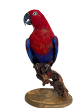 Load image into Gallery viewer, Moluccan Eclectus Parrot Taxidermy
