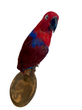 Load image into Gallery viewer, Moluccan Eclectus Parrot Taxidermy
