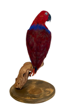 Load image into Gallery viewer, Moluccan Eclectus Parrot Taxidermy
