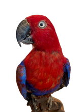 Load image into Gallery viewer, Moluccan Eclectus Parrot Taxidermy
