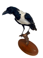 Load image into Gallery viewer, African Pied Crow Taxidermy #1
