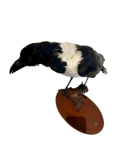 Load image into Gallery viewer, African Pied Crow Taxidermy #1
