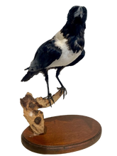 Load image into Gallery viewer, African Pied Crow Taxidermy #2
