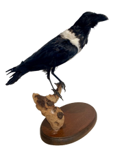 Load image into Gallery viewer, African Pied Crow Taxidermy #2
