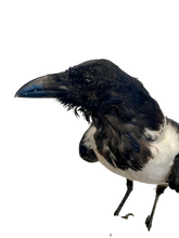 Load image into Gallery viewer, African Pied Crow Taxidermy #2
