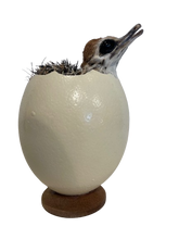 Load image into Gallery viewer, Baby Ostrich in Shell Taxidermy
