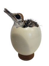 Load image into Gallery viewer, Baby Ostrich in Shell Taxidermy
