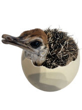 Load image into Gallery viewer, Baby Ostrich in Shell Taxidermy
