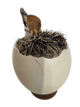 Load image into Gallery viewer, Baby Ostrich in Shell Taxidermy
