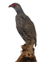 Load image into Gallery viewer, Redneck Spurfowl Taxidermy
