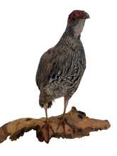 Load image into Gallery viewer, Redneck Spurfowl Taxidermy
