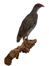 Load image into Gallery viewer, Redneck Spurfowl Taxidermy
