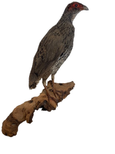 Load image into Gallery viewer, Redneck Spurfowl Taxidermy
