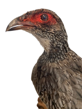 Load image into Gallery viewer, Redneck Spurfowl Taxidermy
