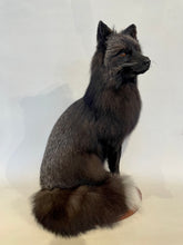 Load image into Gallery viewer, Silver/Black Fox
